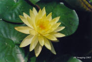 Water lily