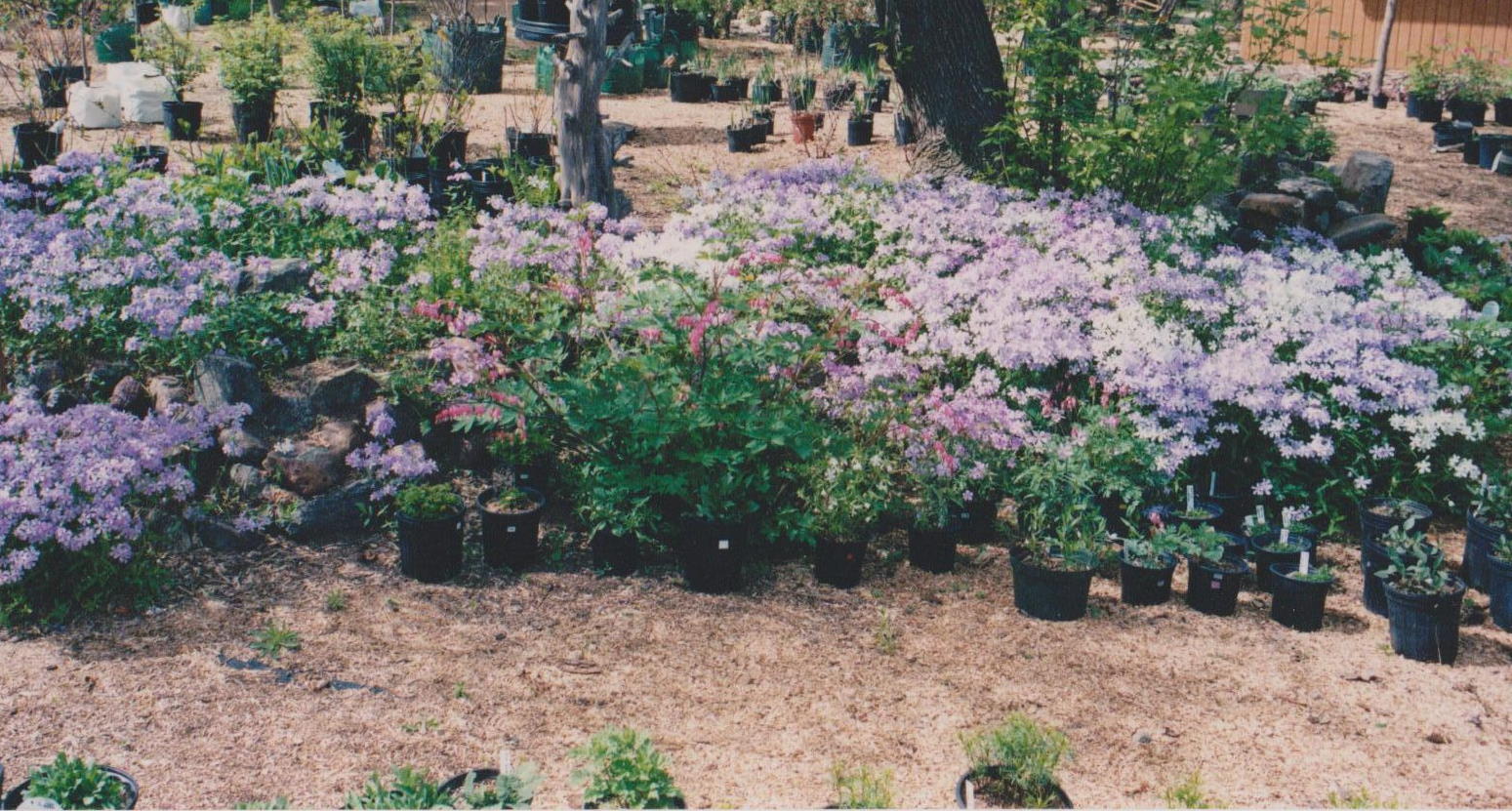 Woodland Phlox