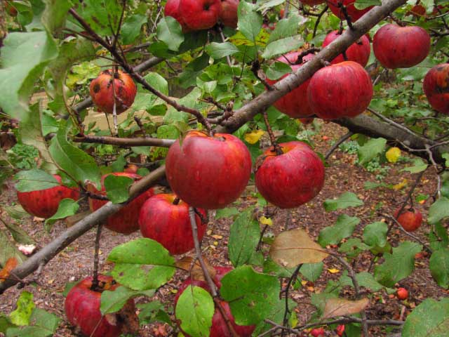 Red Prairie Spy Apple