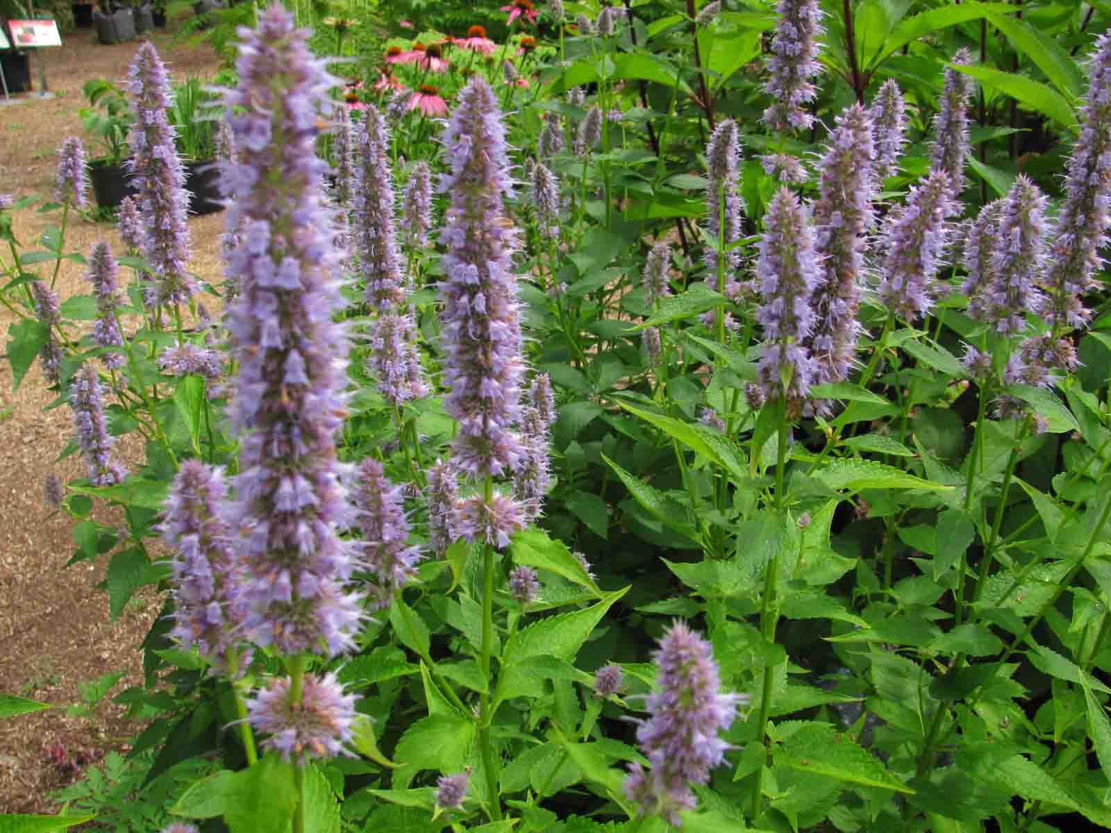 Blue Fortune Anise Hyssop