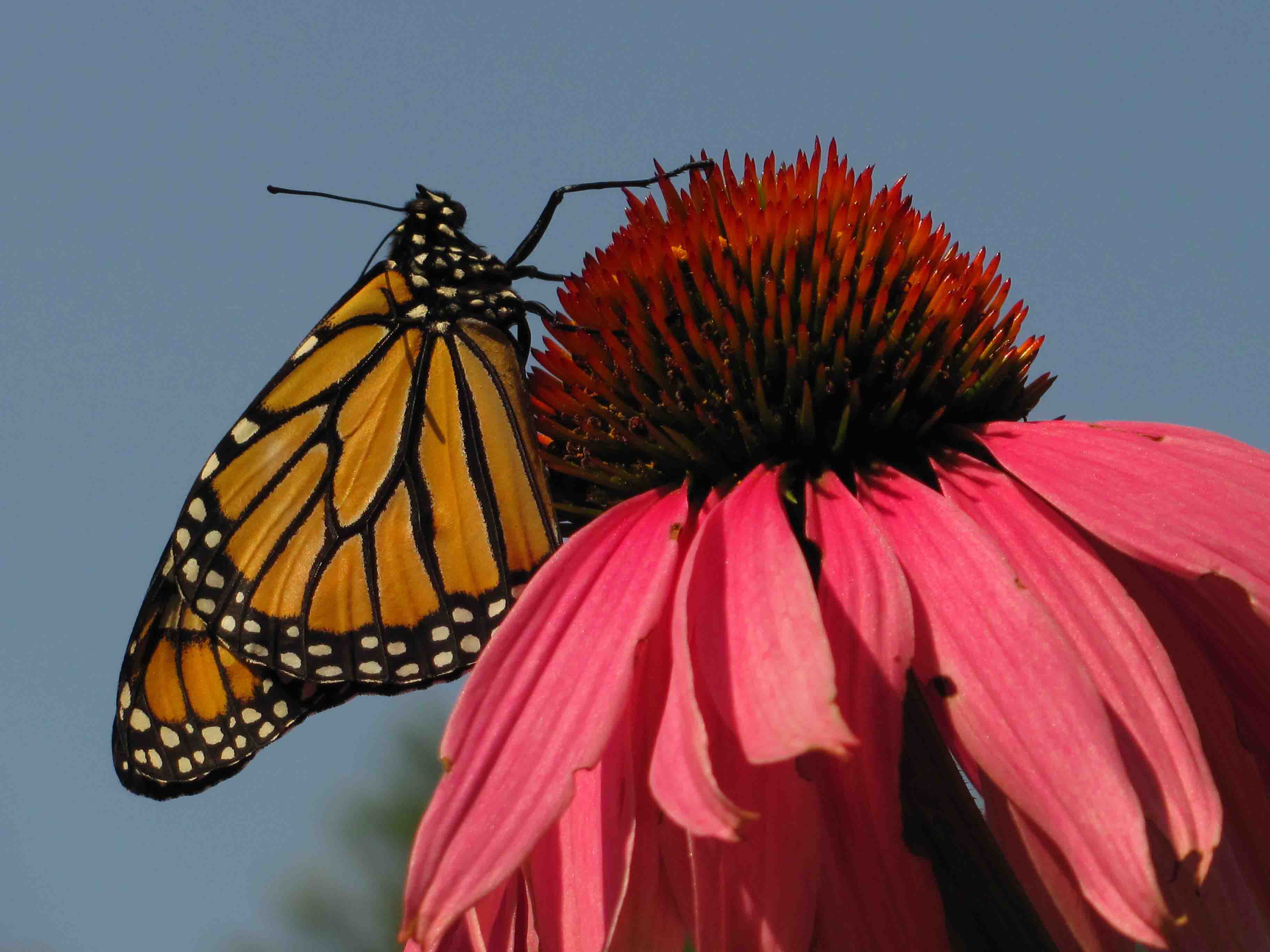 Monarch on coneflower