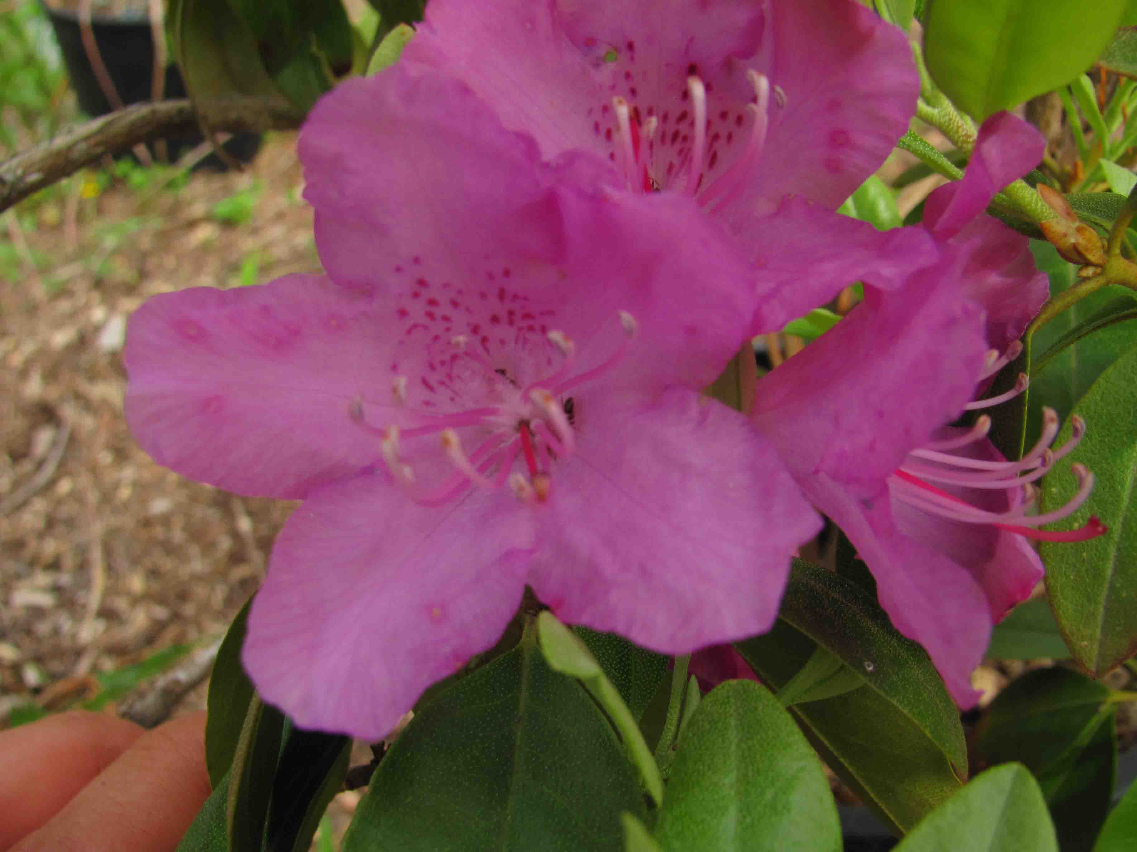 PJM Rhododendron