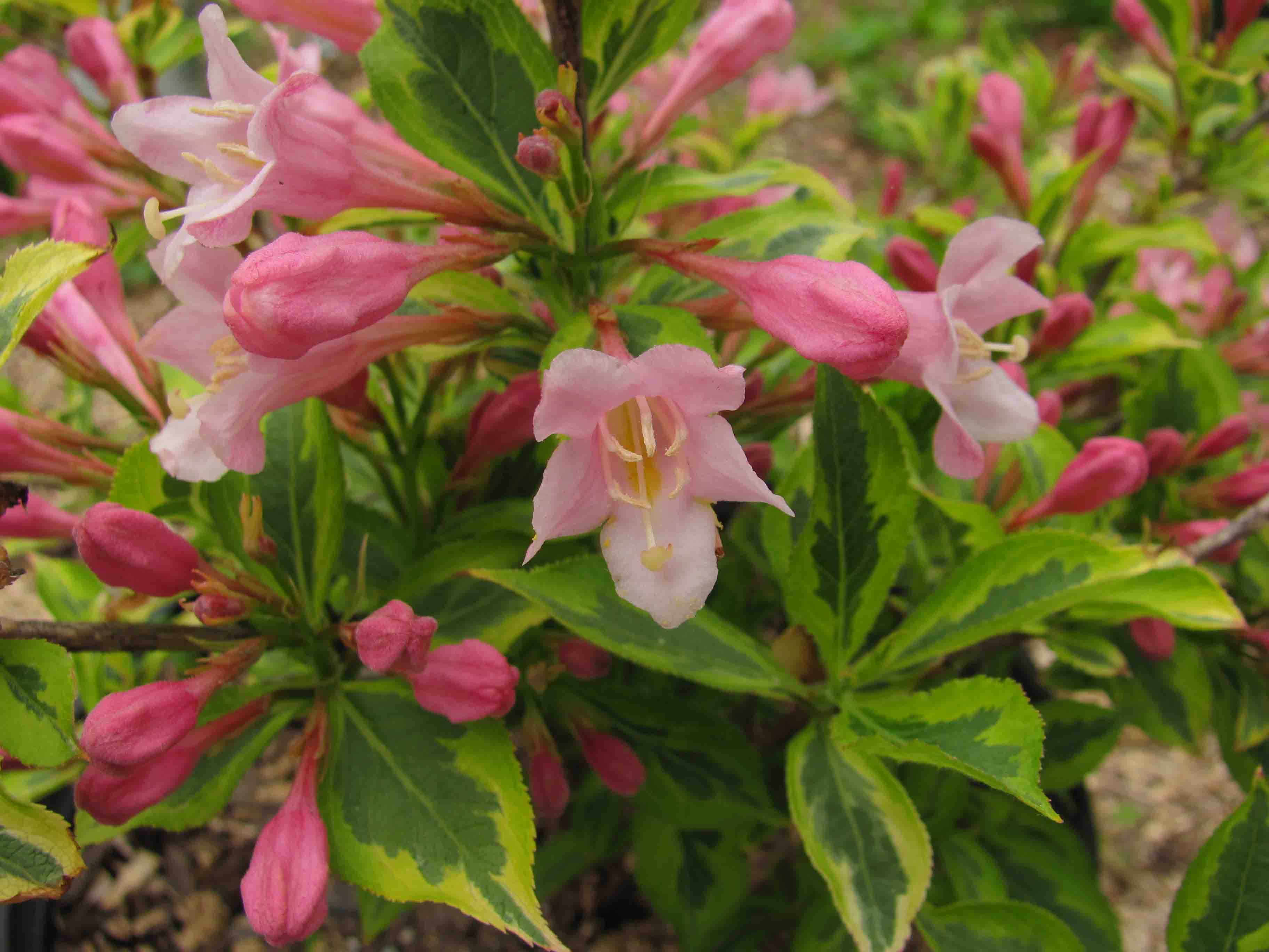 Rainbow Sensation Weigela